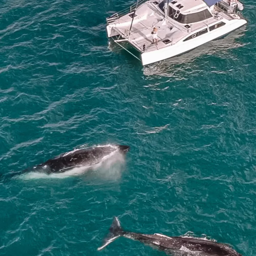 Overnight Whale Watching Charters, Hervey Bay, Humpback Whales